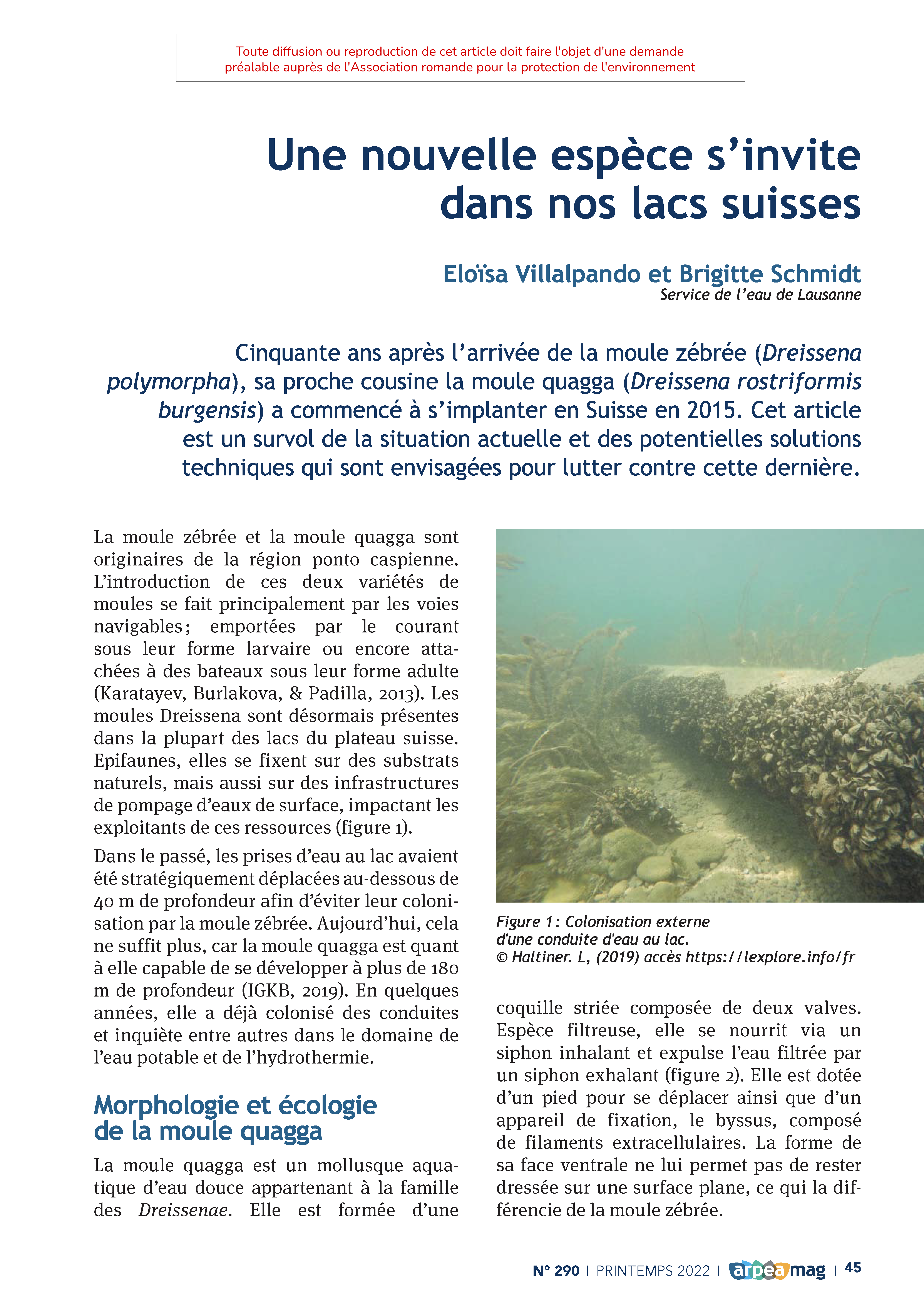 Une nouvelle espèce s’invite dans nos lacs