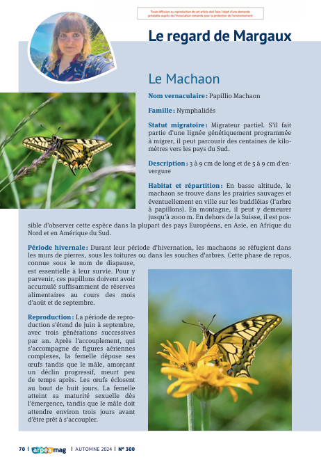 Le regard de Margaux, le Machaon